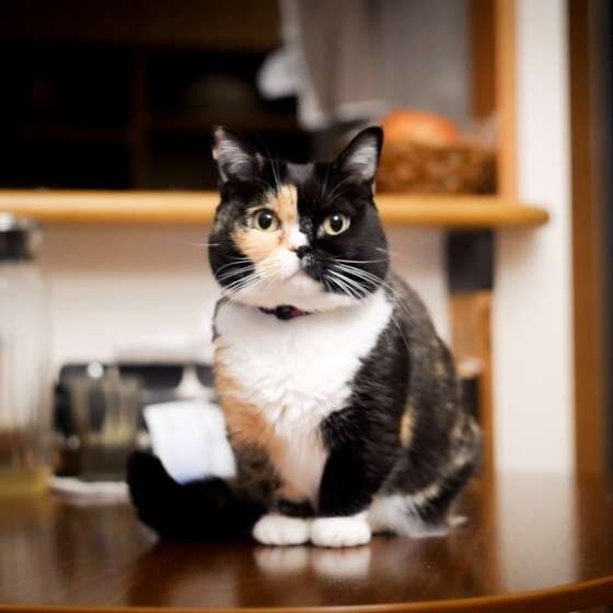 見つめるマンチカン