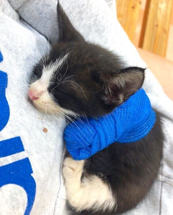 腕の中で眠るラッキーくん