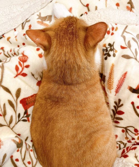 まったりするきなこちゃん