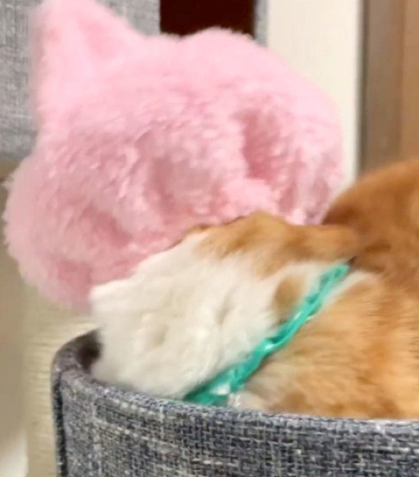 猫のかぶりものかぶる茶太くん