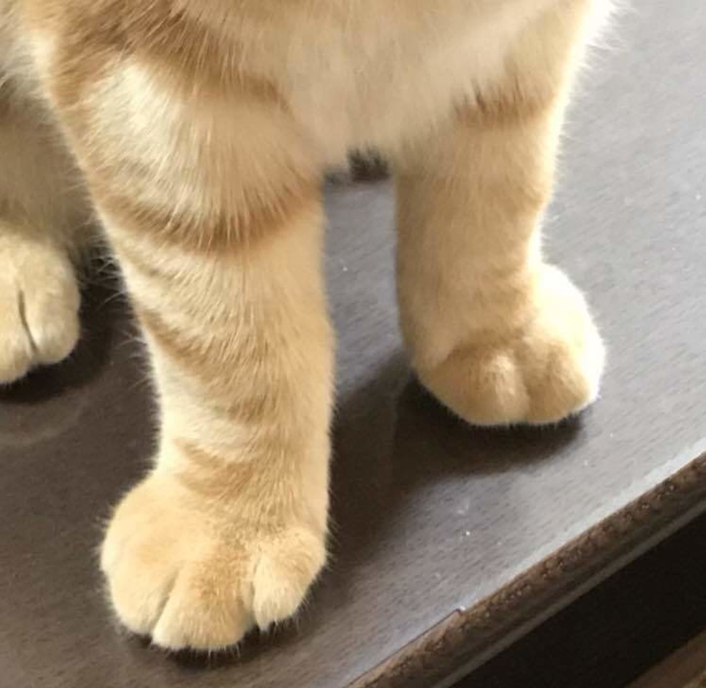 猫の ポー じつはあの可愛いパーツのことだった ねこのきもちweb Magazine 猫の ポー じつはあの可愛いパーツのことだった ねこのきもちweb Magazine