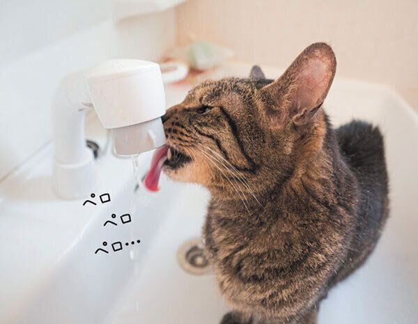 水を飲む猫