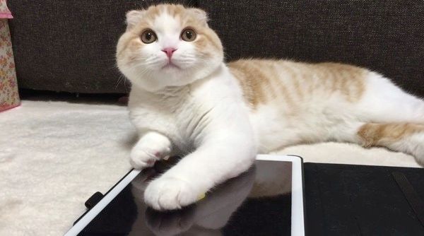 遊ぶスコティッシュフォールド