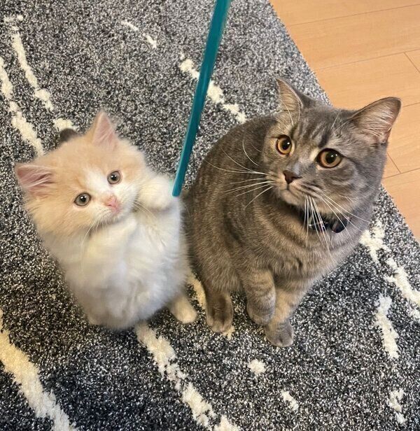 爆睡する兄猫の「しっぽ」で遊び始める妹猫にクスッ ほかの猫の