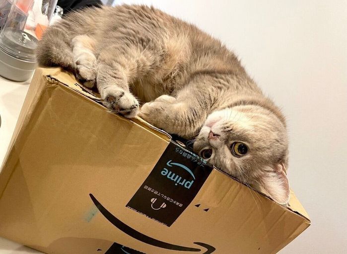 ダンボール箱の上に乗るおんぷちゃん