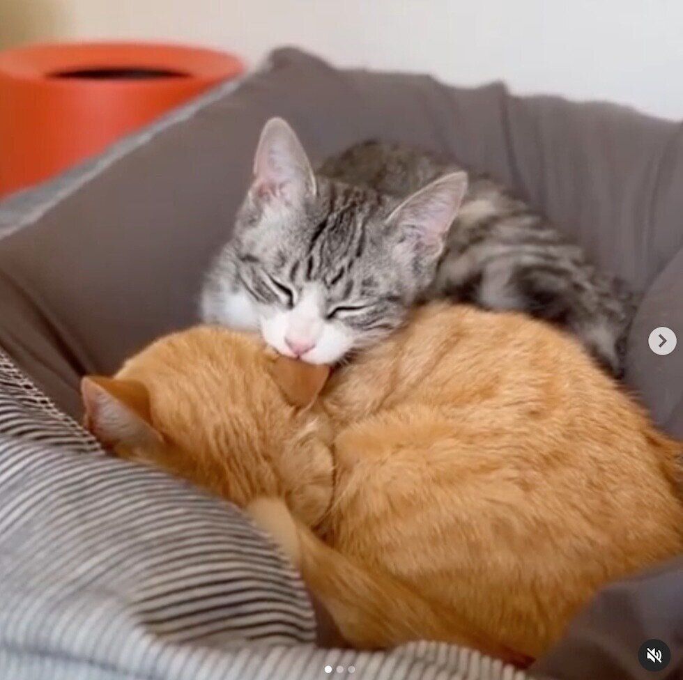 もいわちゃんの耳をなめるいぶきくん