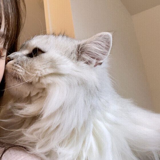 顔に鼻チューする猫