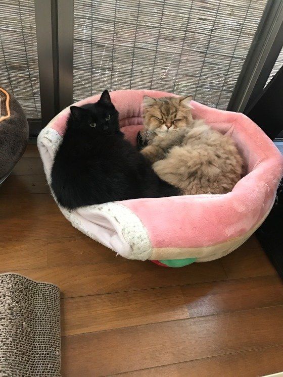 一緒だとあったかい。ペルシャのかぼす