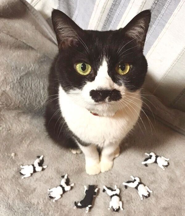 カプセルトイ「#へそ天にゃん」