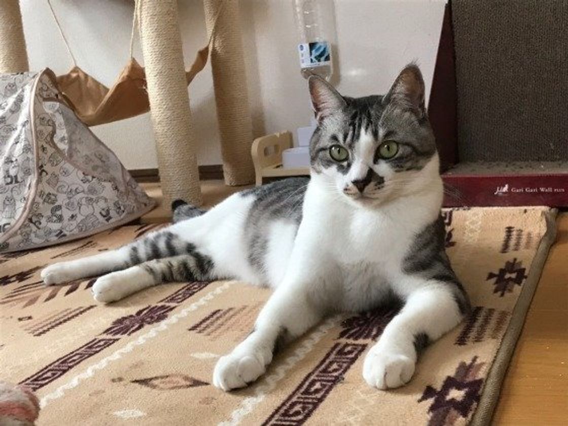 ねこのきもち 猫の柄と色は何種類 誕生の仕組みと柄について徹底分析 ねこのきもちweb Magazine ねこのきもち 猫の柄と色は何種類 誕生の仕組みと柄について徹底分析 ねこのきもちweb Magazine