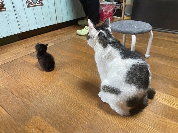 オスワリする米沢くんと先住猫