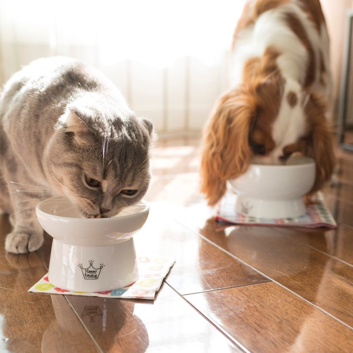 画像／2018年1月号「猫と犬とことんくらべてみました」