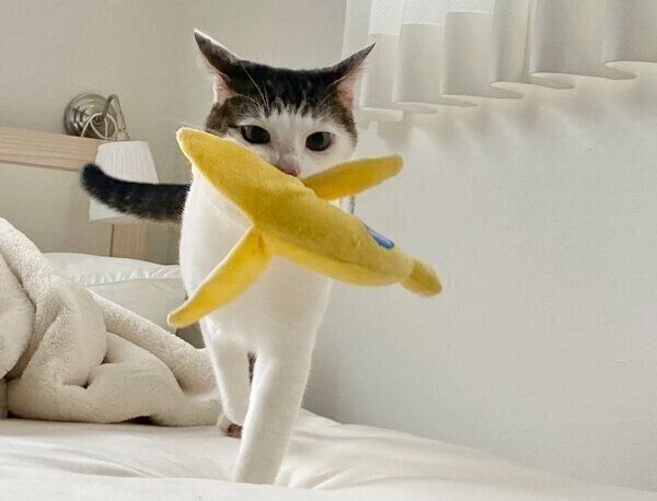 おもちゃの「バナナ」を運ぶセロイくん