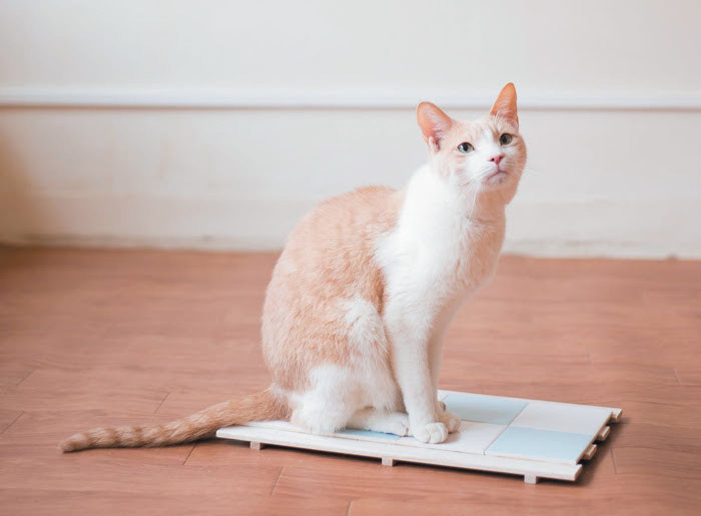 愛猫の夏バテ対策にぴったり 自宅で簡単 猫オアシス で快適に ねこのきもちweb Magazine 愛猫の夏バテ対策にぴったり 自宅で簡単 猫オアシス で快適に ねこのきもちweb Magazine