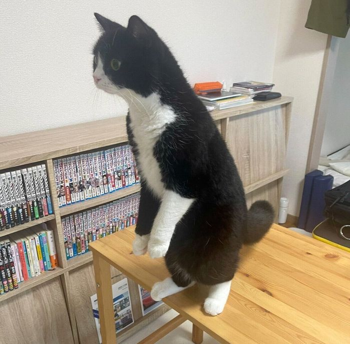 テーブルの上で2本足で立つたろうくん
