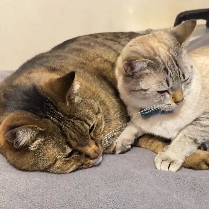 目を覚ましてボーッとするくうくんとうしおくん