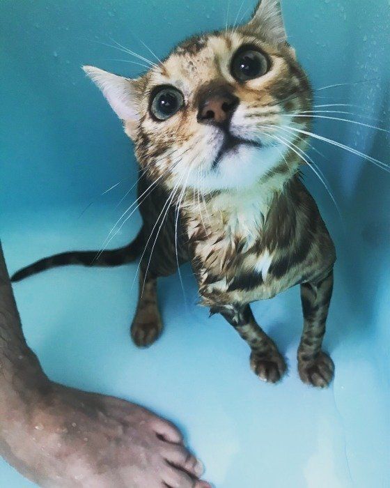 FARONちゃん ベンガル