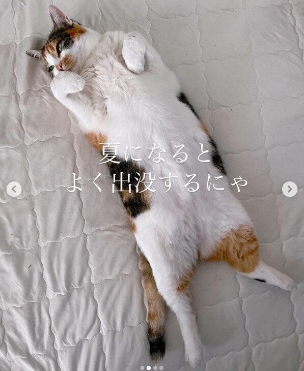 仰向けに寝転がるあんこちゃん