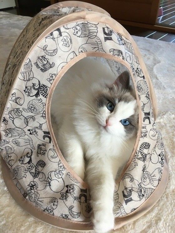 ラグドールのプルムくん