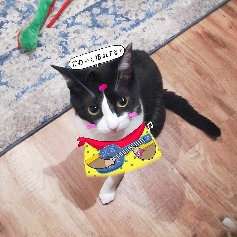 snowのフィルタでちょんまげをつけた猫