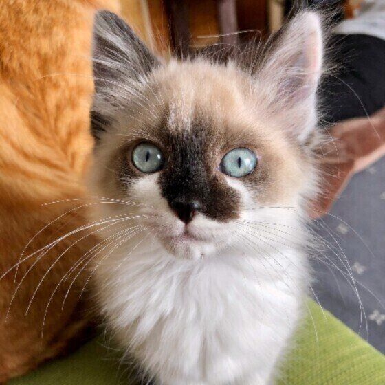 子猫のトト子ちゃん