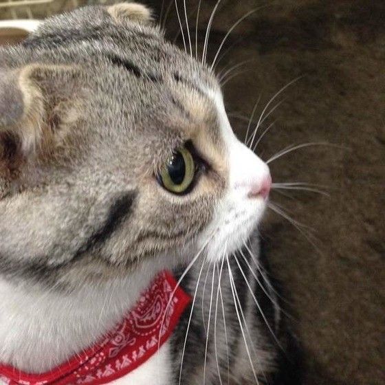 猫が雷を怖がるワケ 不安を取り除くために 飼い主さんができることは ねこのきもちweb Magazine
