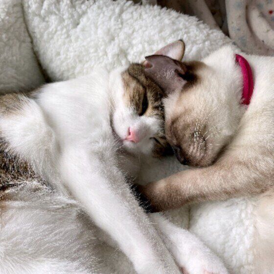 新入り猫とくっついて寝る五郎くん（MIX）