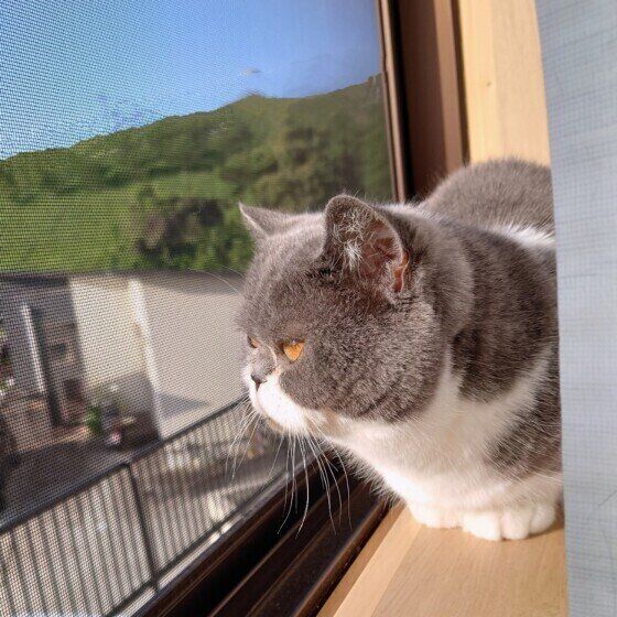 エキゾチックショートヘアのまろくん♪