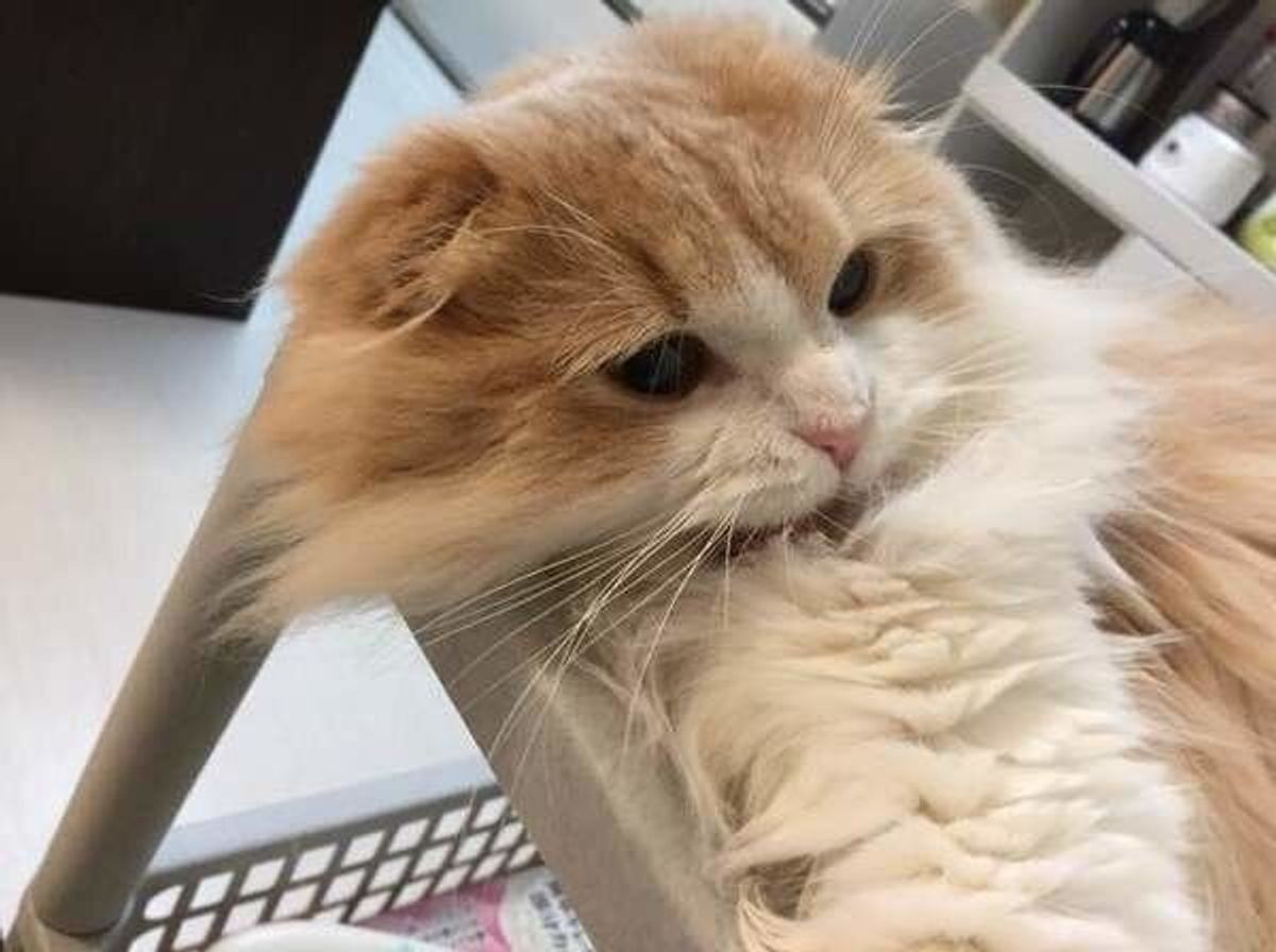 獣医師監修 花粉症にかかりやすい猫の特徴 検査治療 対策は ねこのきもちweb Magazine 獣医師監修 花粉症にかかりやすい猫の特徴 検査治療 対策は ねこのきもちweb Magazine