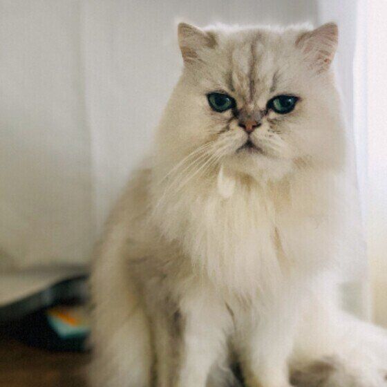 眠たげなペルシャ（チンチラシルバー）