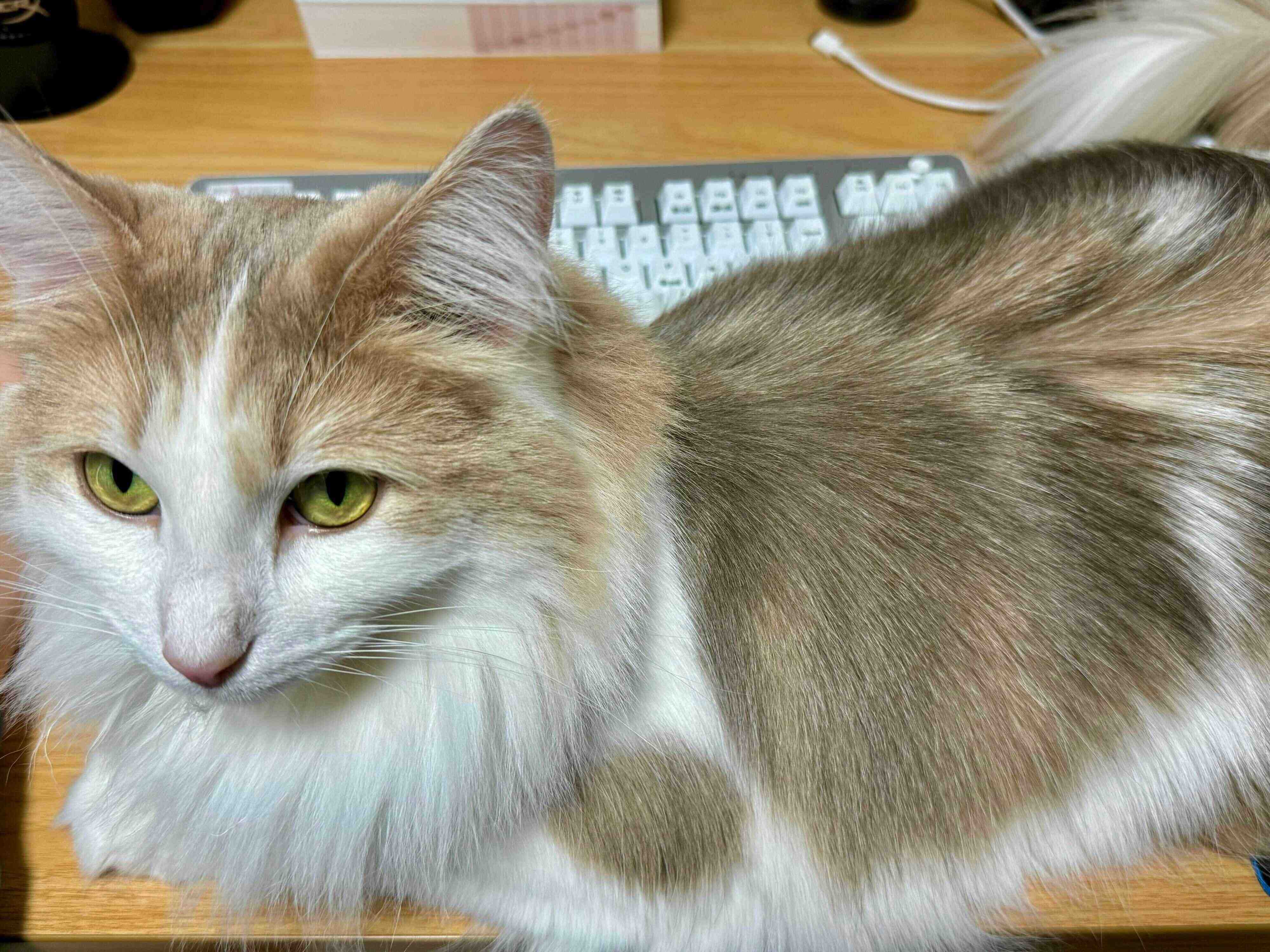 キーボードのそばでくつろぐエドくん