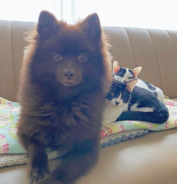 寄り添うだー子ちゃん、ききちくん、くまくん