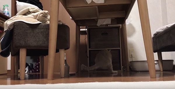 引き出しを漁る猫