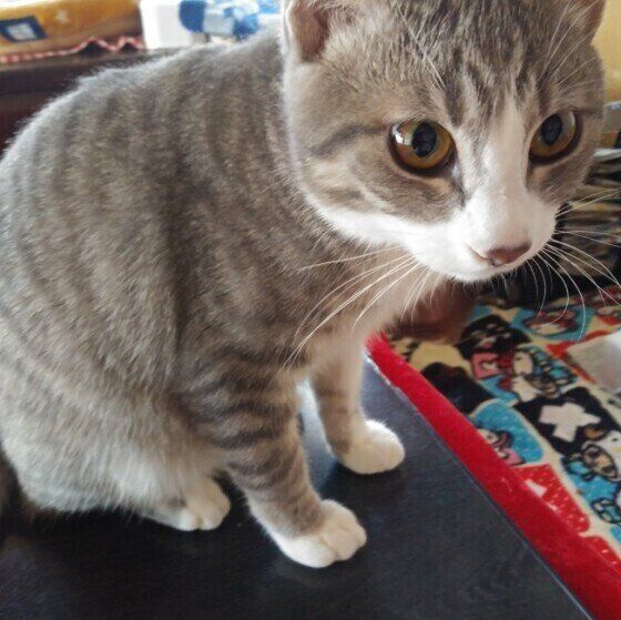 見つめるアメリカンショートヘア