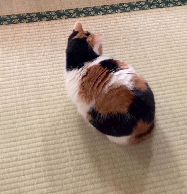 座るミケちゃん