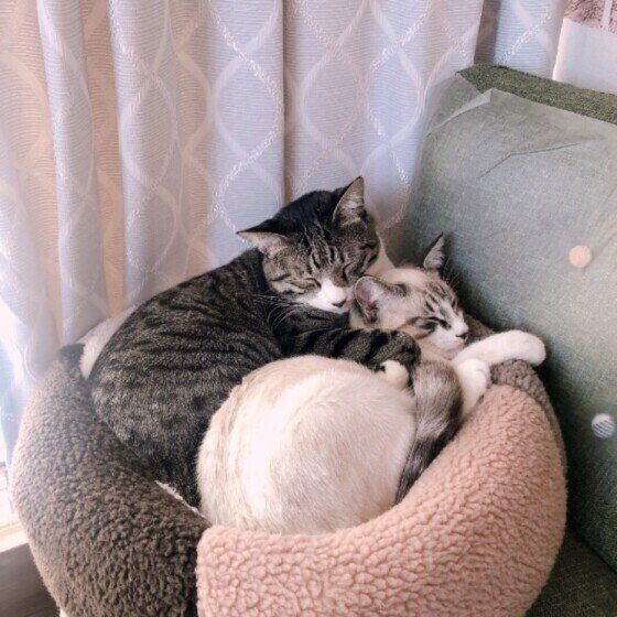 仲良く眠る2匹の猫