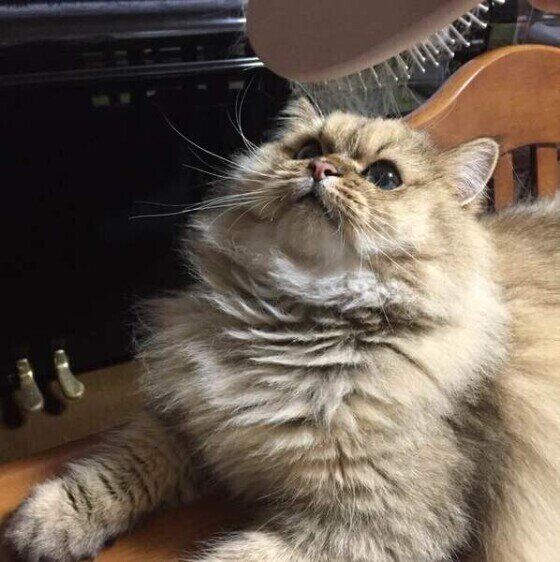 ブラシを見つめるペルシャ