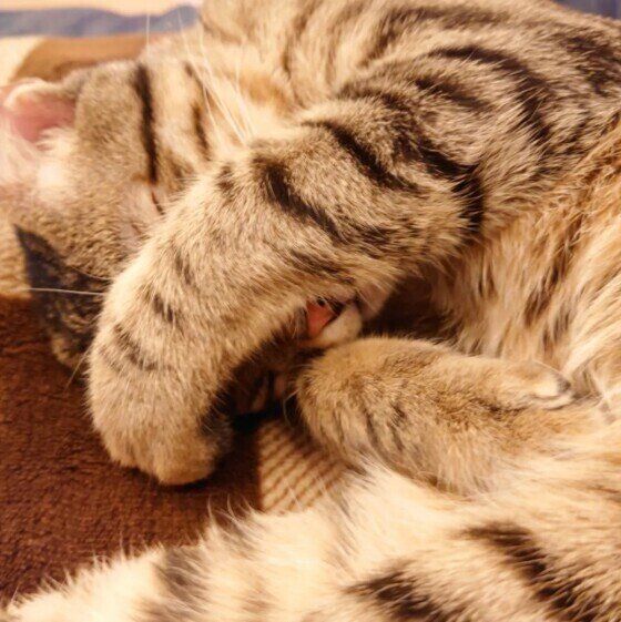 目を覆うカノアくん