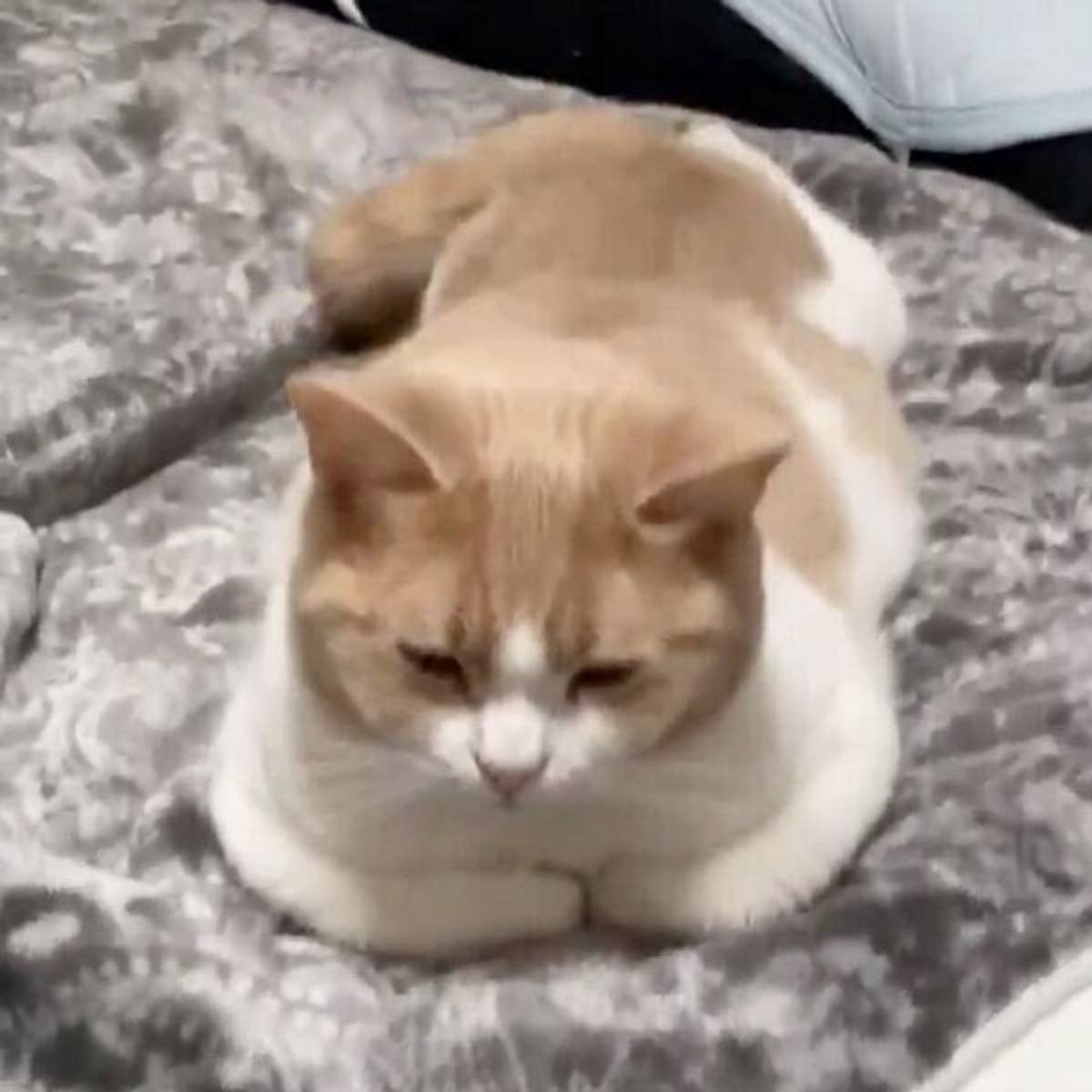 香箱座りかと思いきや 猫の まさかのポーズ に思わず爆笑しちゃう ねこのきもちweb Magazine 香箱座りかと思いきや 猫の まさかのポーズ に思わず爆笑しちゃう ねこのきもちweb Magazine