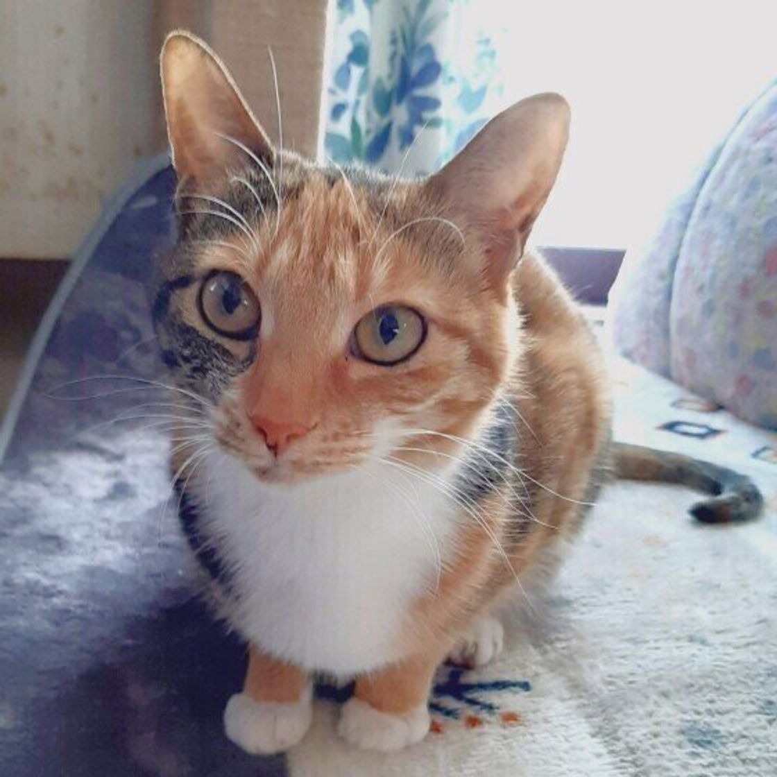 スキンシップが好きな猫 嫌いな猫に見られる特徴は 関わり方のコツを獣医師が解説 ねこのきもちweb Magazine スキンシップが好きな猫 嫌いな猫に見られる特徴は 関わり方のコツを獣医師が解説 ねこのきもちweb Magazine