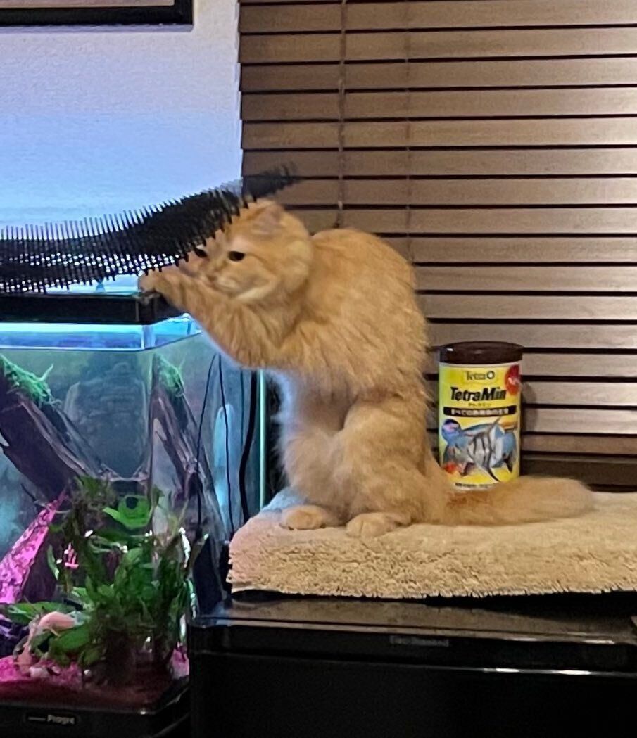 水槽にイタズラする猫（ラガマフィン、メス）