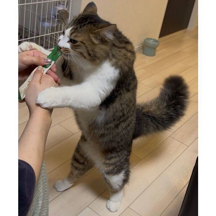 オヤツを食べるほたてくん