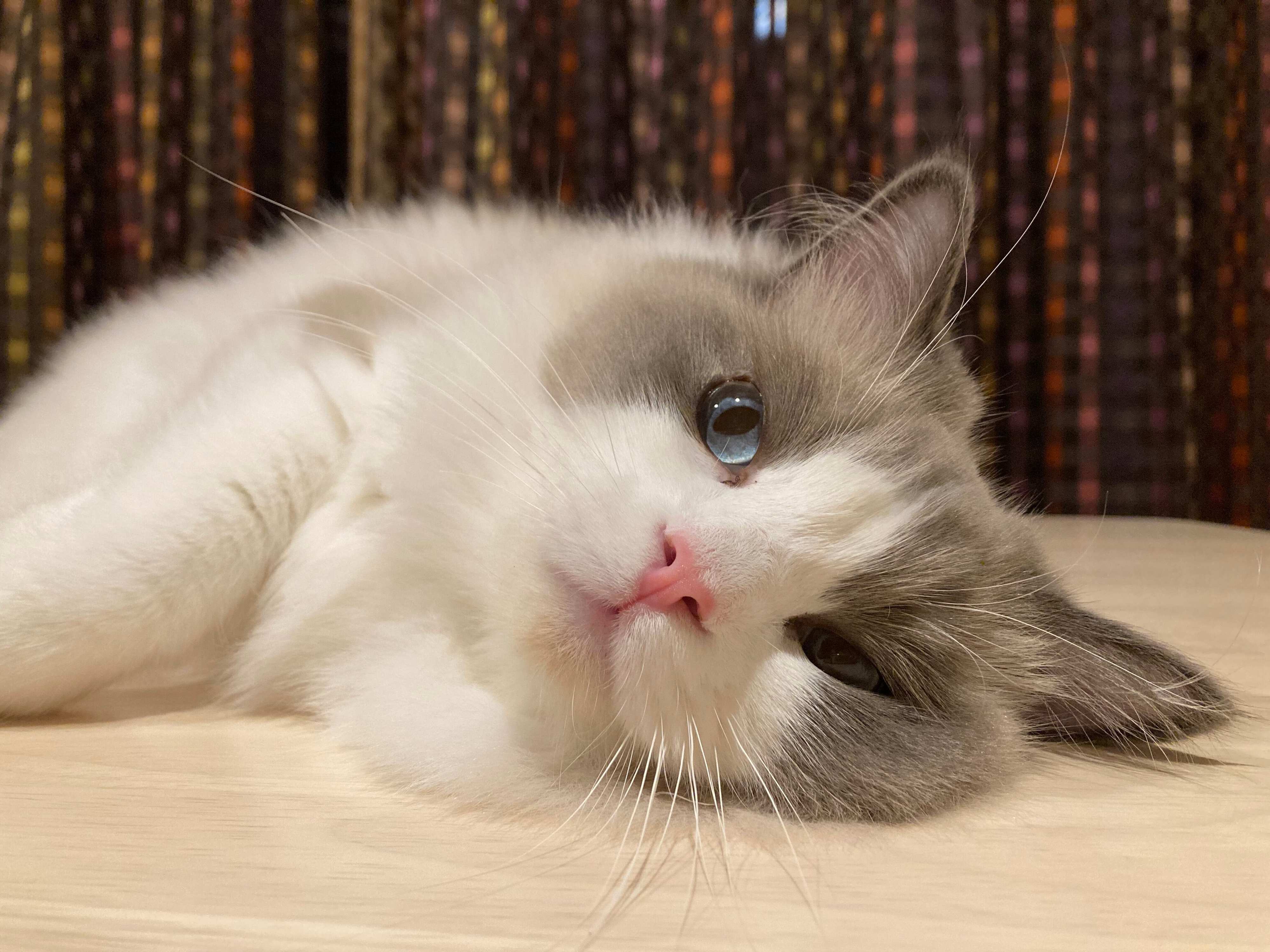 寝そべって飼い主を見るラグドール