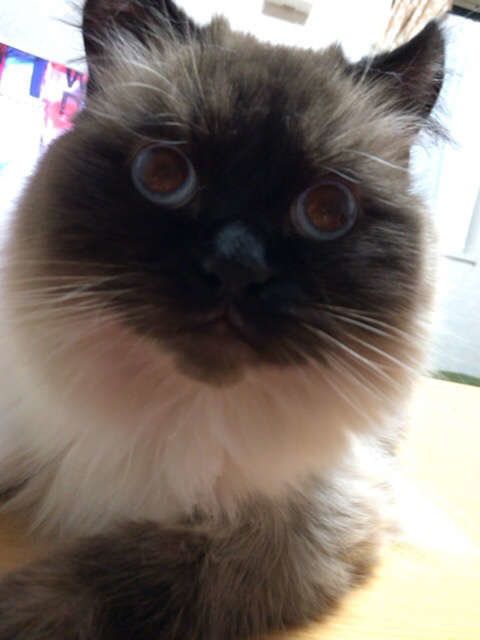 ヒマラヤン保谷ぽんたのアップ