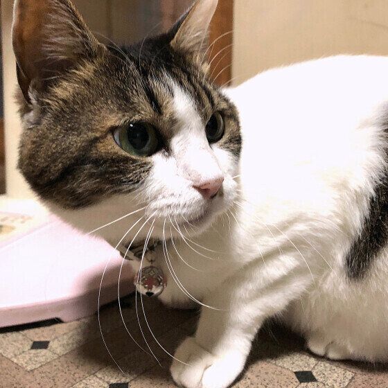 何かを見つめる猫