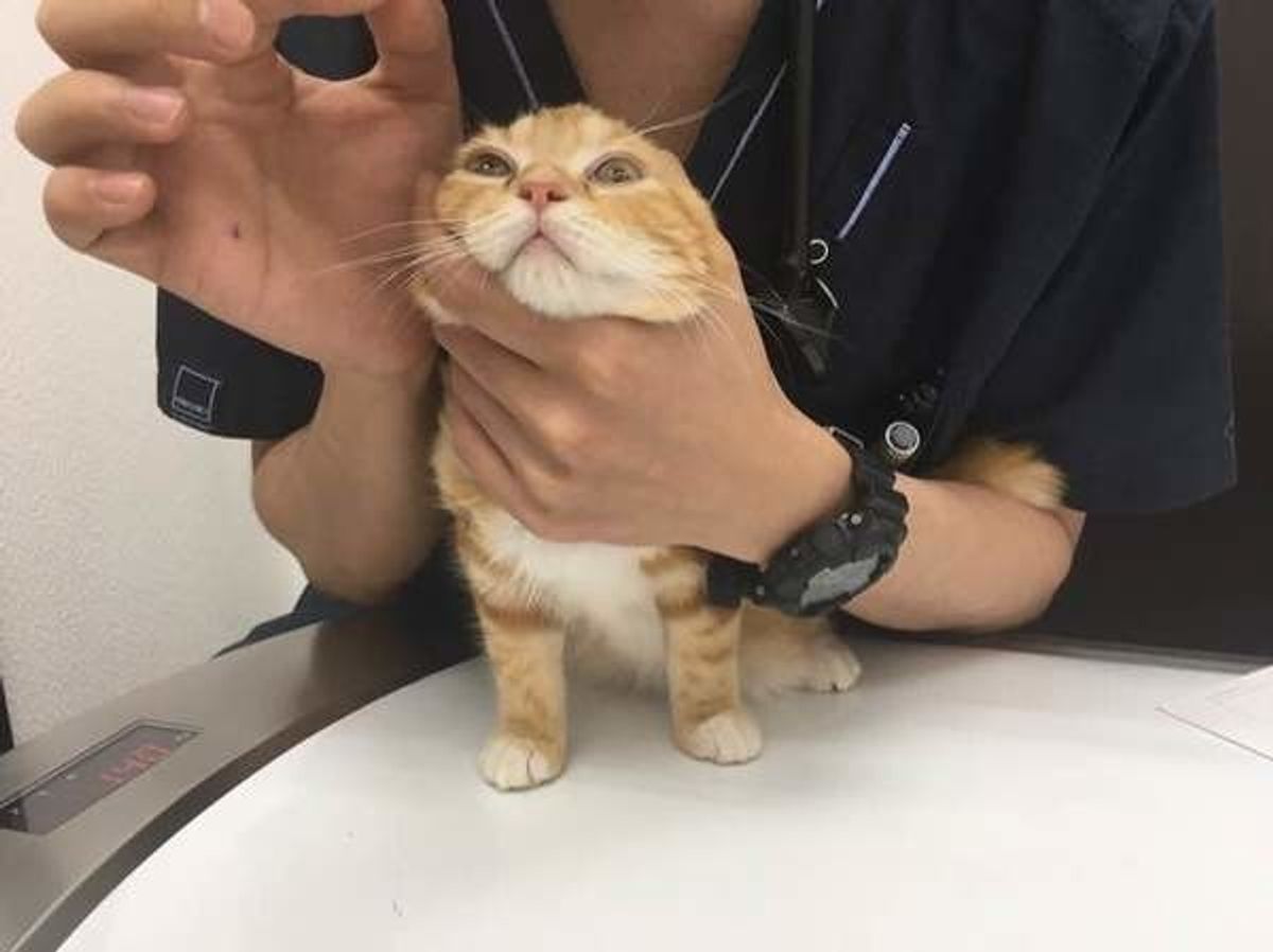 獣医師監修 猫の結膜炎の症状 原因 治療法 自然治癒する ねこのきもちweb Magazine