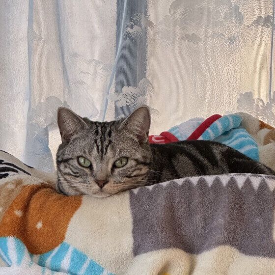 アメリカンショートヘアのシャルちゃん