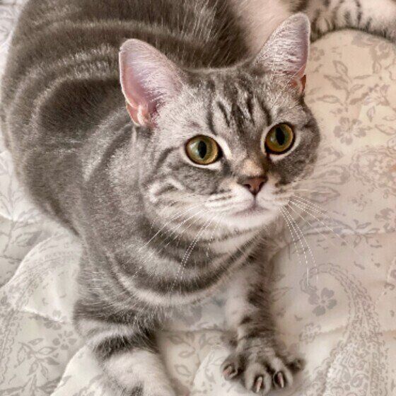 見つめるマンチカン