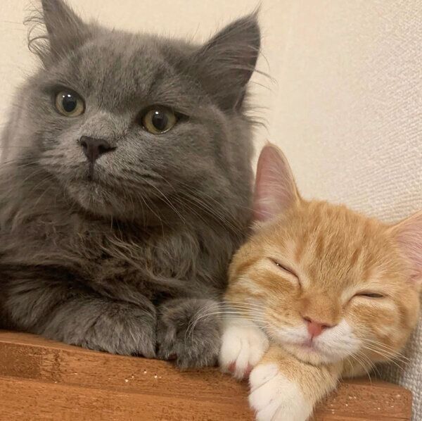 仲良しなウニちゃんとアオくん