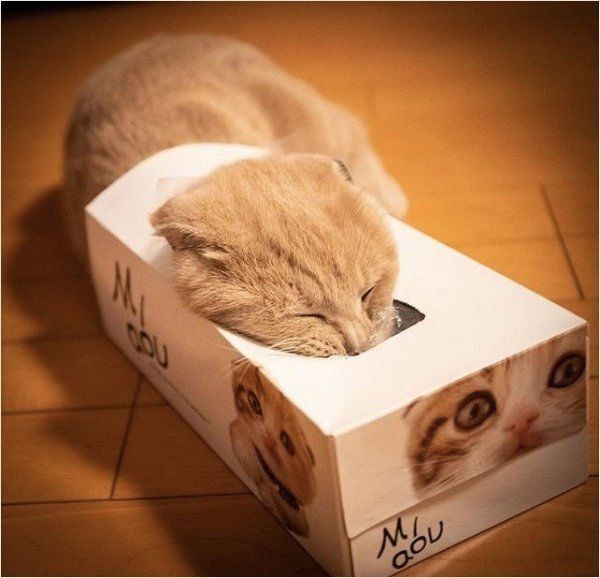 狭いところが好きなスコティッシュフォールド